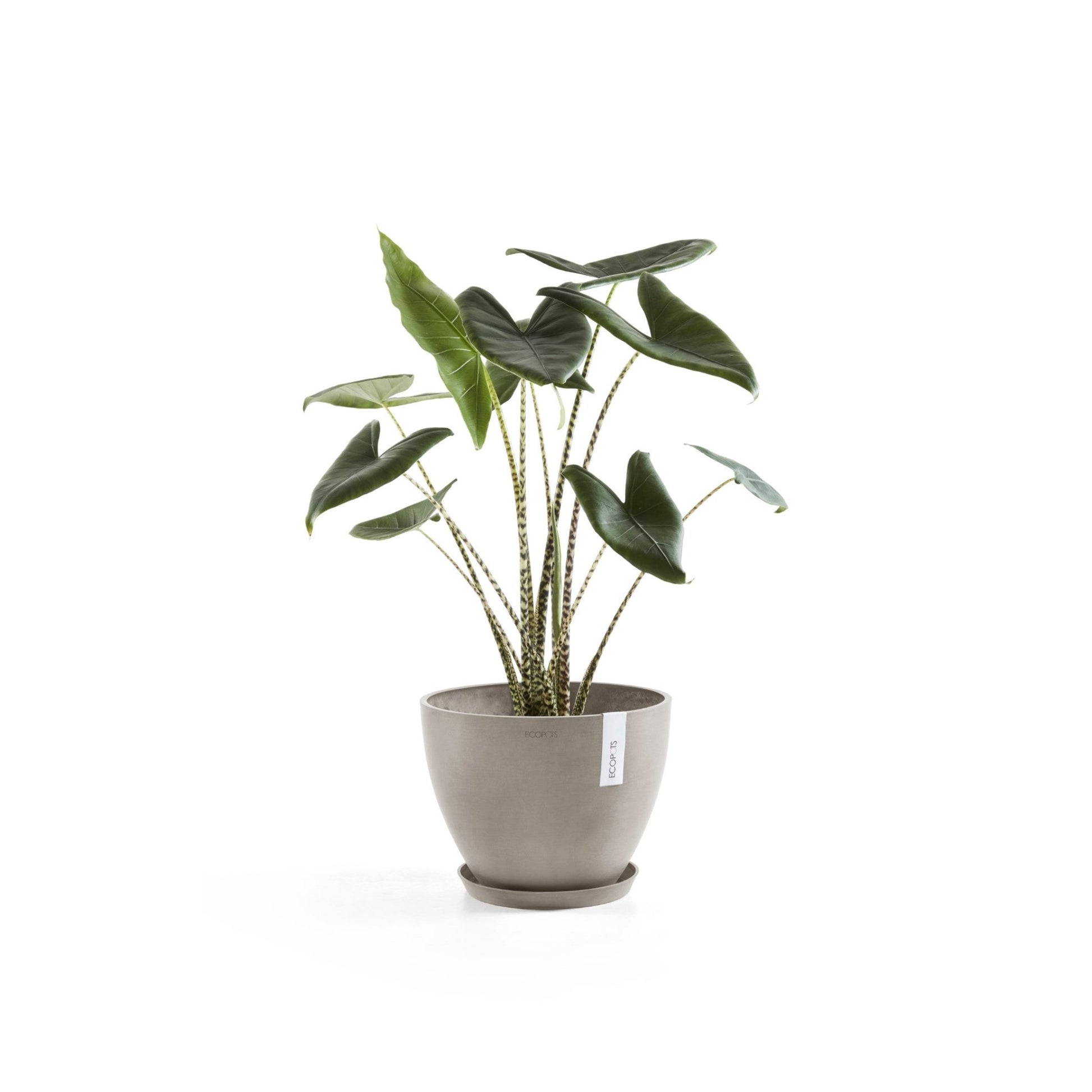 Kukkaruukku - Ecopots - Antwerpen 50cm taupe - Ecopotskauppa - Uuden aikakauden kukkaruukku