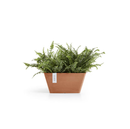 Kukkaruukku Berliini 30cm terracotta – kasvin kanssa 3