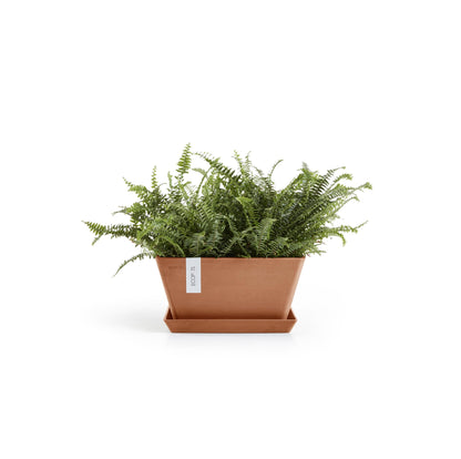 Kukkaruukku Berliini 30cm terracotta – aluslautasen ja kasvin kanssa 2