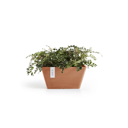 Kukkaruukku Berliini 40cm terracotta – kasvin kanssa 2