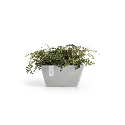 Kukkaruukku Berliini 40cm valkoharmaa – kasvin kanssa 2