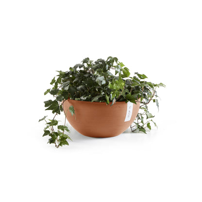 Kukkaruukku Brysseli 30cm terracotta – kasvin kanssa 2