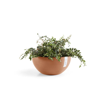 Kukkaruukku Brysseli 30cm terracotta – kasvin kanssa 3