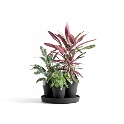 Kukkaruukku Dubai 56cm tummanharmaa – kasvin kanssa