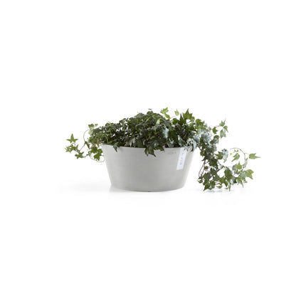 Kukkaruukku Frankfurt 30cm valkoharmaa – kasvin kanssa