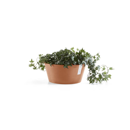 Kukkaruukku Frankfurt 40cm terracotta – kasvin kanssa 3