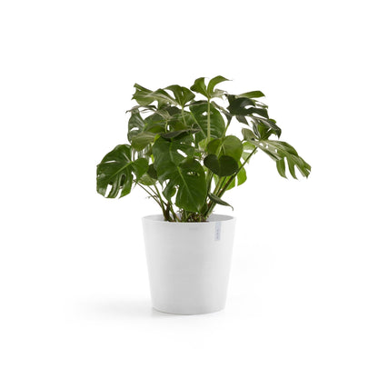 Kukkaruukku Amsterdam 60cm valkoinen – kasvin kanssa 3