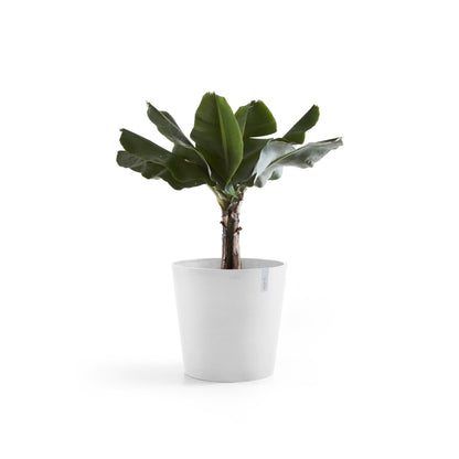 Kukkaruukku Amsterdam 60cm valkoinen – kasvin kanssa