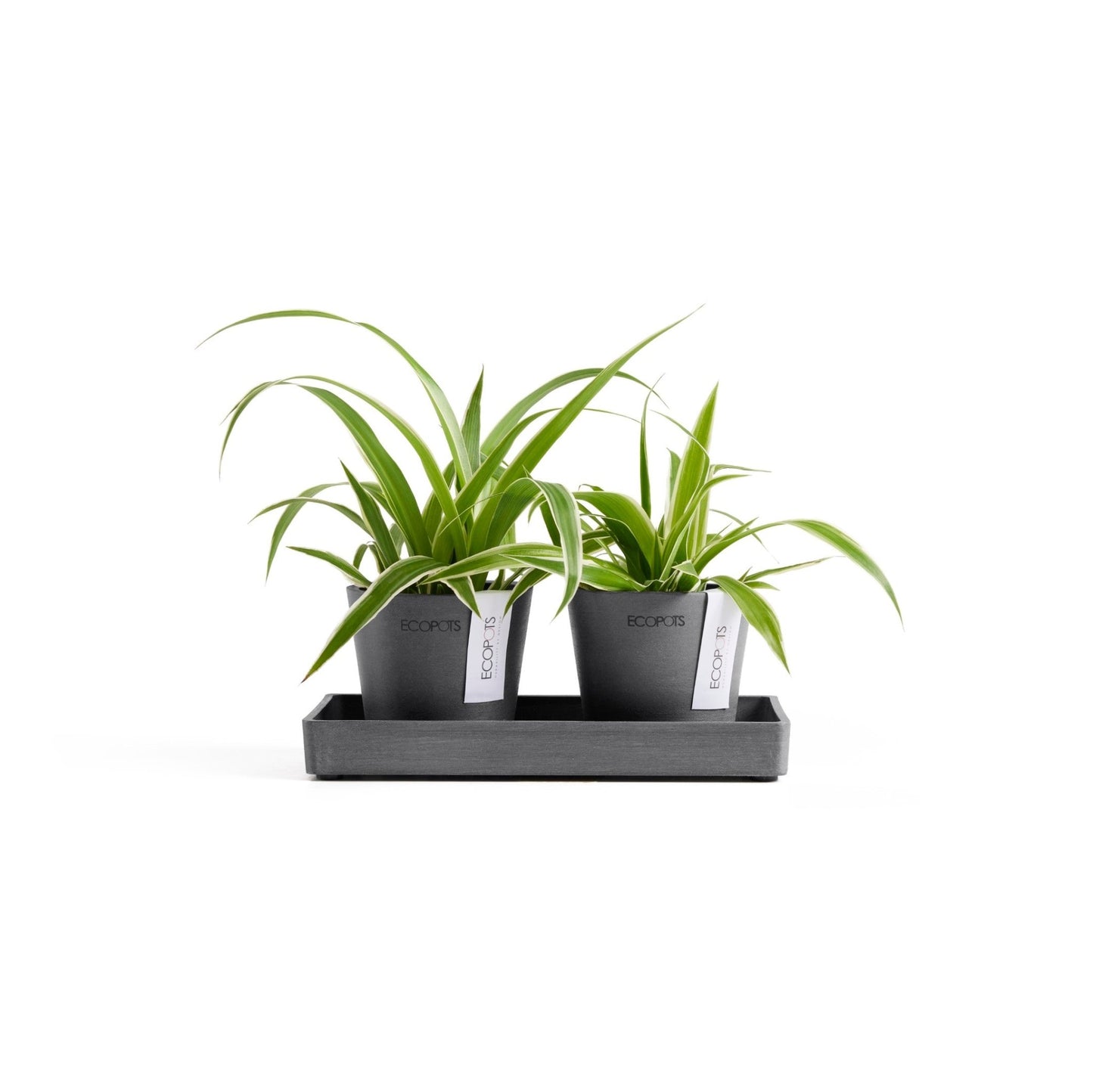 Kukkaruukku - Ecopots - Kukkaruukku Amsterdam 8cm 2kpl & esillepanotarjotin 20cm harmaa - Ecopots - Uuden aikakauden kukkaruukku kierrätysmateriaalista