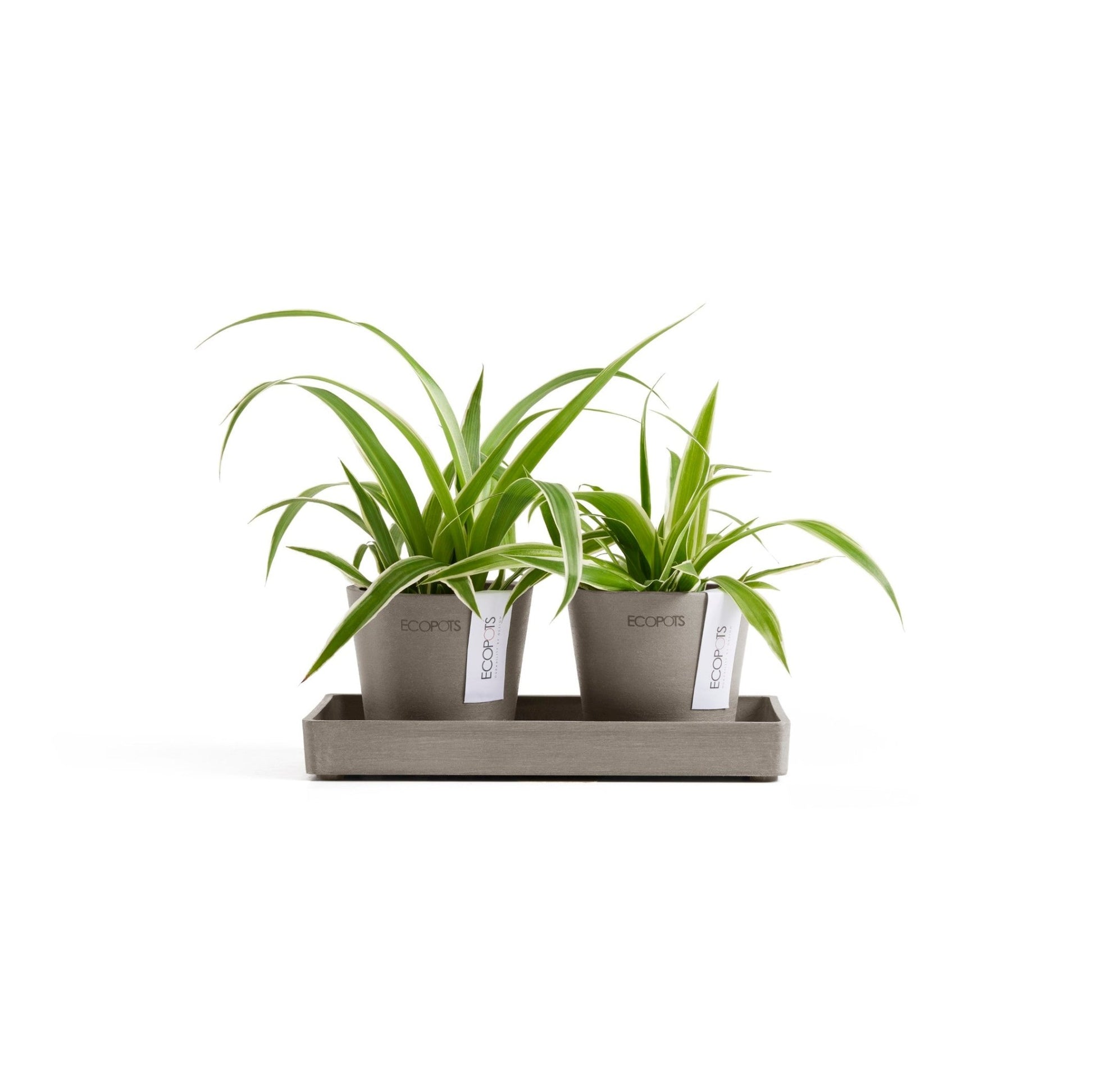 Kukkaruukku - Ecopots - Kukkaruukku Amsterdam 8cm 2kpl & esillepanotarjotin 20cm taupe - Ecopots - Uuden aikakauden kukkaruukku kierrätysmateriaalista