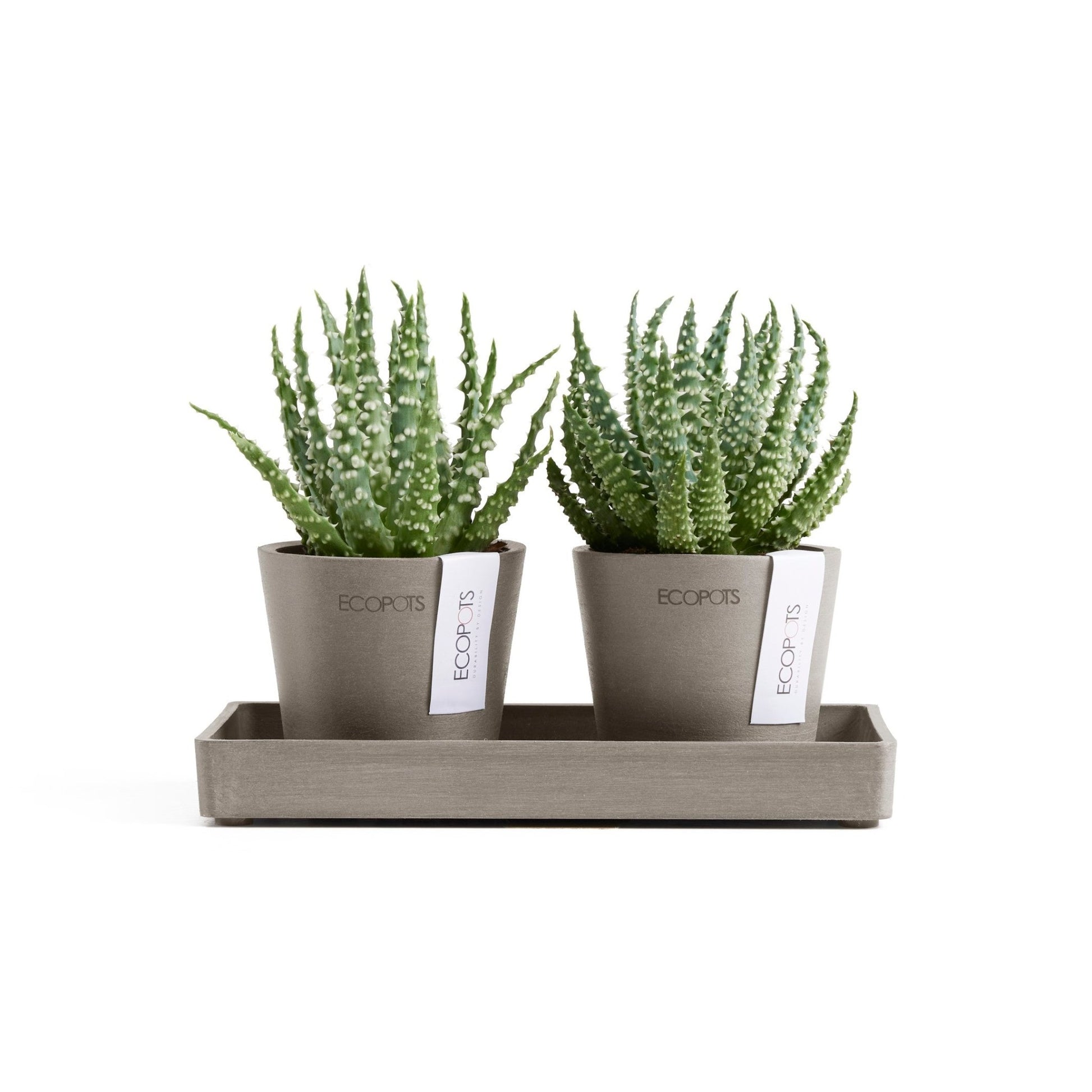 Kukkaruukku - Ecopots - Kukkaruukku Amsterdam 8cm 2kpl & esillepanotarjotin 20cm taupe - Ecopots - Uuden aikakauden kukkaruukku kierrätysmateriaalista