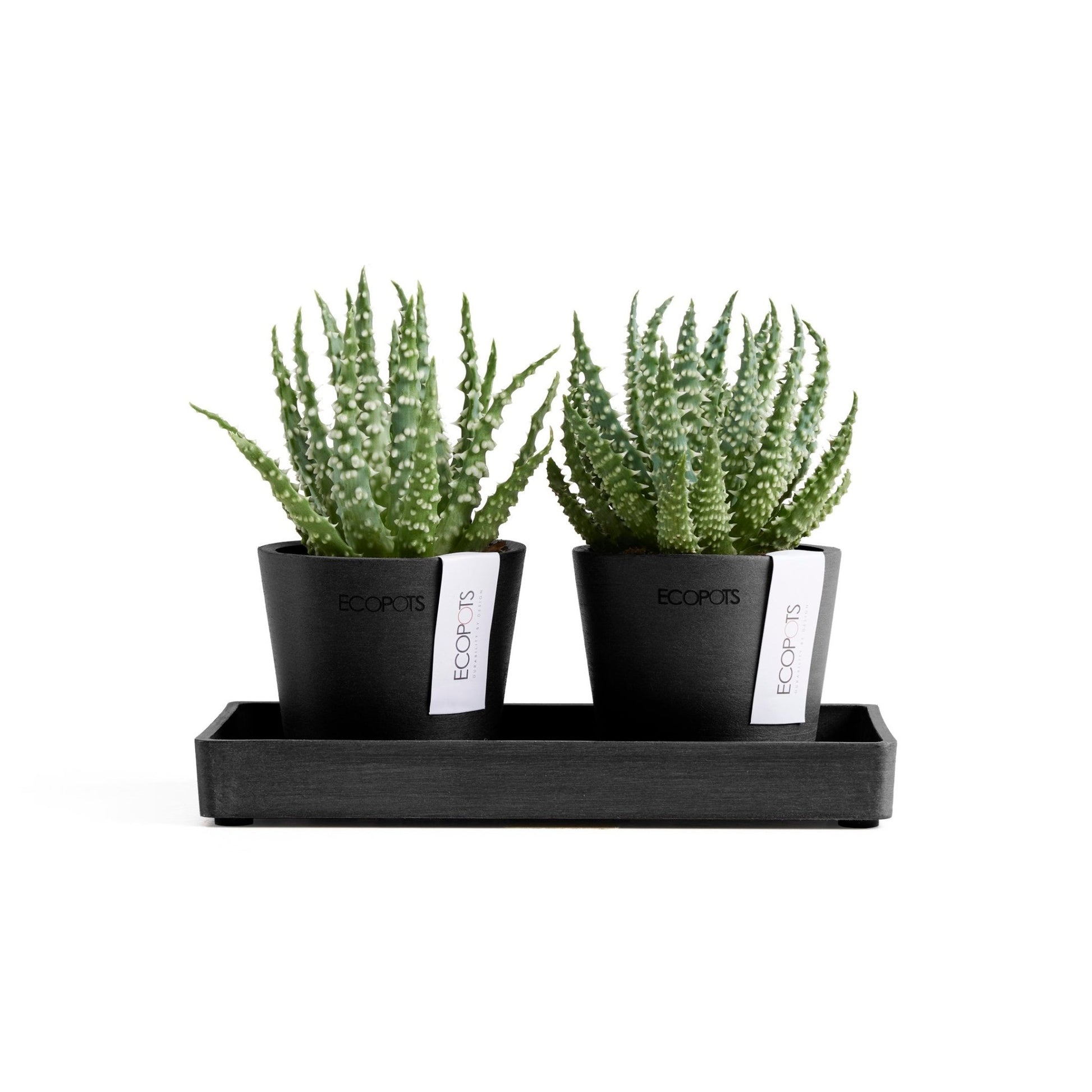 Kukkaruukku - Ecopots - Kukkaruukku Amsterdam 8cm 2kpl & esillepanotarjotin 20cm tummanharmaa - Ecopots - Uuden aikakauden kukkaruukku kierrätysmateriaalista