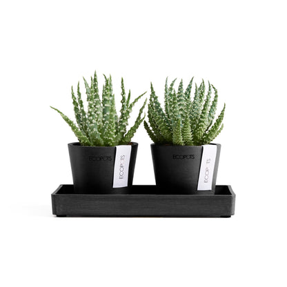Kukkaruukku Amsterdam 8cm 2kpl & esillepanotarjotin 20cm tummanharmaa – kasvin kanssa