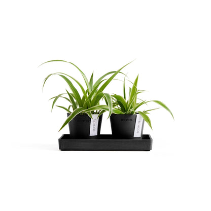Kukkaruukku Amsterdam 8cm 2kpl & esillepanotarjotin 20cm tummanharmaa – kasvin kanssa 2