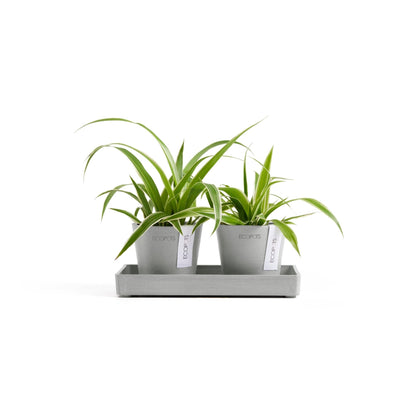 Kukkaruukku Amsterdam 8cm 2kpl & esillepanotarjotin 20cm valkoharmaa – kasvin kanssa 2