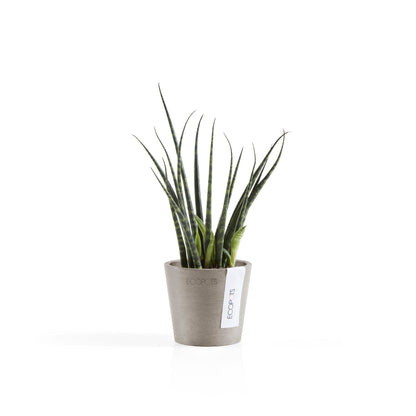 Kukkaruukku Amsterdam 8cm taupe – kasvin kanssa