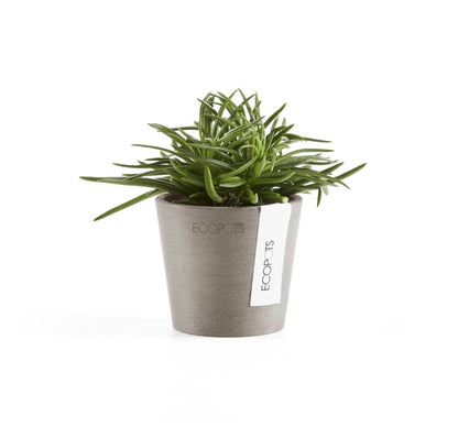 Kukkaruukku Amsterdam 8cm taupe – kasvin kanssa 3