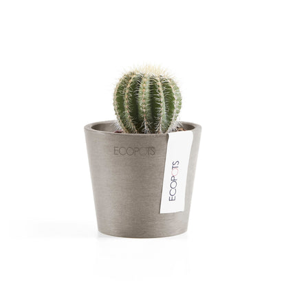 Kukkaruukku Amsterdam 8cm taupe – kasvin kanssa 2