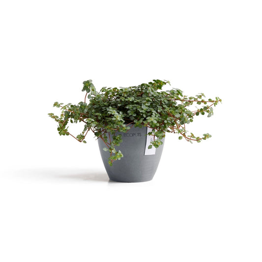 Kukkaruukku - Ecopots - Kukkaruukku Antwerpen 11cm siniharmaa - Ecopots - Uuden aikakauden kukkaruukku kierrätysmateriaalista