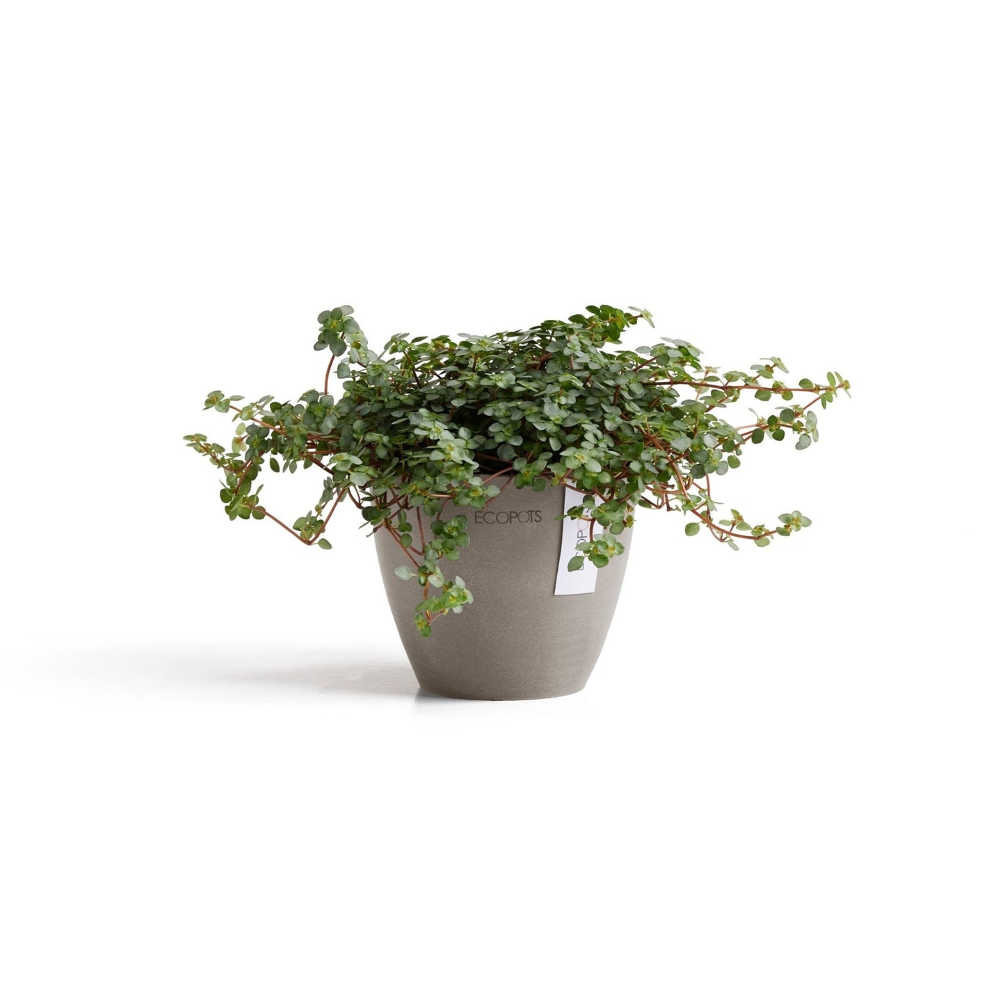 Kukkaruukku - Ecopots - Kukkaruukku Antwerpen 11cm taupe - Ecopots - Uuden aikakauden kukkaruukku kierrätysmateriaalista