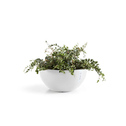 Kukkaruukku Brysseli 30cm valkoinen – kasvin kanssa
