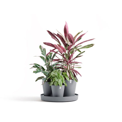 Kukkaruukku Dubai 56cm siniharmaa – kasvin kanssa