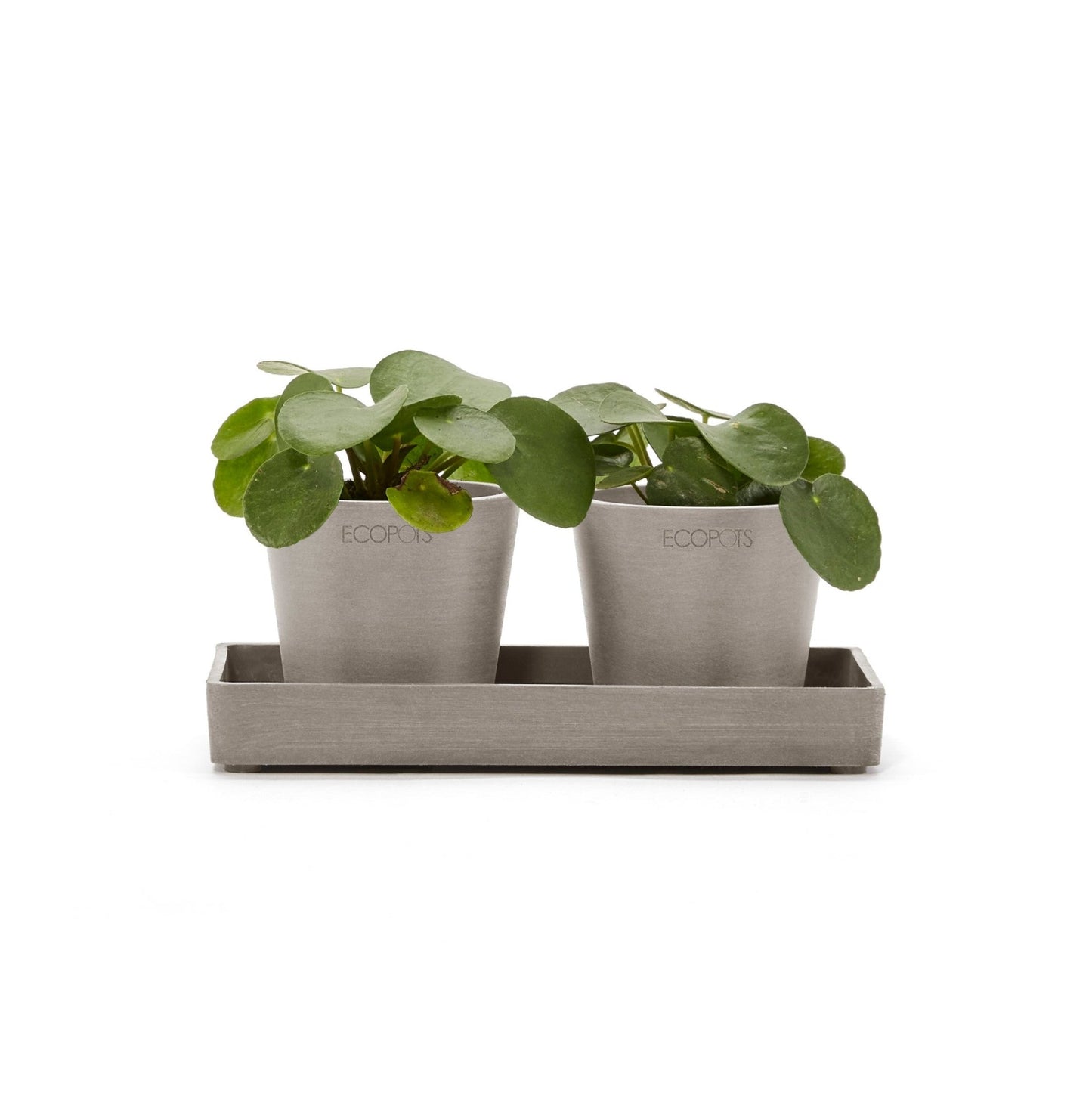 Kukkaruukku - Ecopots - Kukkaruukku esillepanotarjotin 20cm taupe - Ecopots - Uuden aikakauden kukkaruukku kierrätysmateriaalista