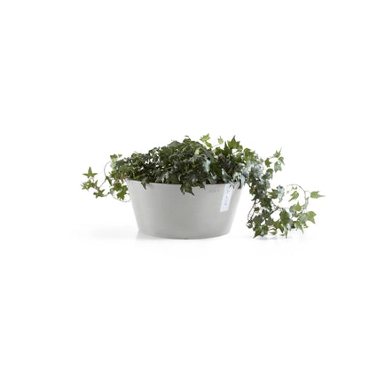 Kukkaruukku Frankfurt 40cm valkoharmaa – kasvin kanssa 2