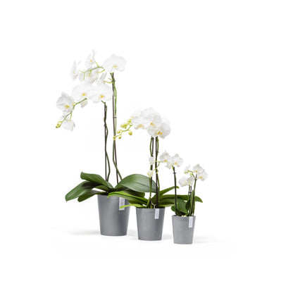 Kukkaruukku - Ecopots - Kukkaruukku Morinda 11cm siniharmaa - Ecopots - Uuden aikakauden kukkaruukku kierrätysmateriaalista