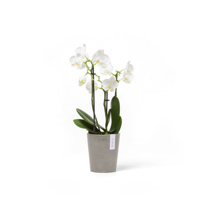 Kukkaruukku Morinda 11cm taupe – kasvin kanssa