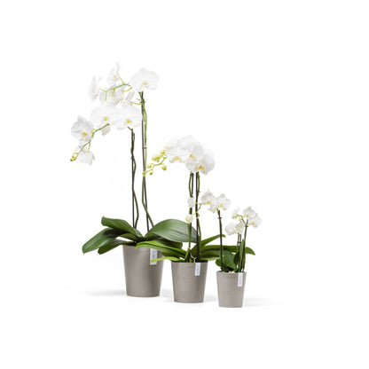 Kukkaruukku Morinda 11cm taupe – koko mallisto