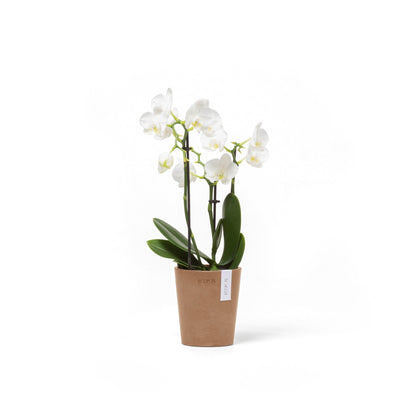 Kukkaruukku Morinda 11cm terracotta – kasvin kanssa