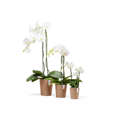 Kukkaruukku Morinda 11cm terracotta – koko mallisto