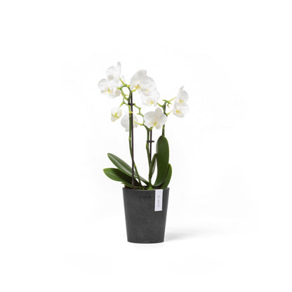 Kukkaruukku Morinda 11cm tummanharmaa – kasvin kanssa