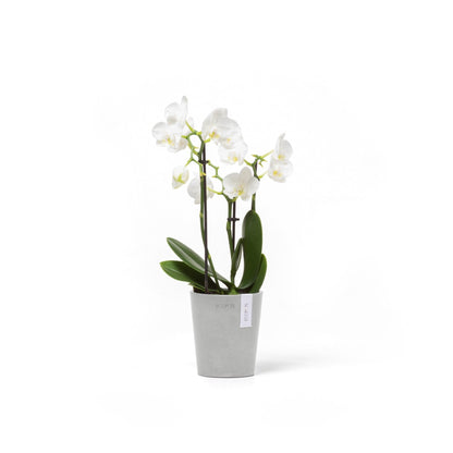 Kukkaruukku Morinda 11cm valkoharmaa – kasvin kanssa