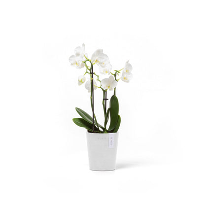 Kukkaruukku Morinda 11cm valkoinen – kasvin kanssa