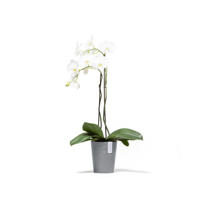 Kukkaruukku Morinda 17cm siniharmaa – kasvin kanssa