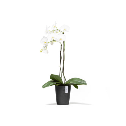 Kukkaruukku Morinda 17cm tummanharmaa – kasvin kanssa
