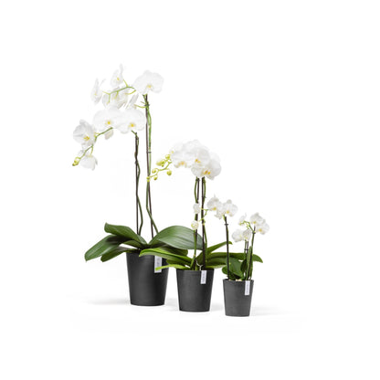 Kukkaruukku Morinda 17cm tummanharmaa – koko mallisto