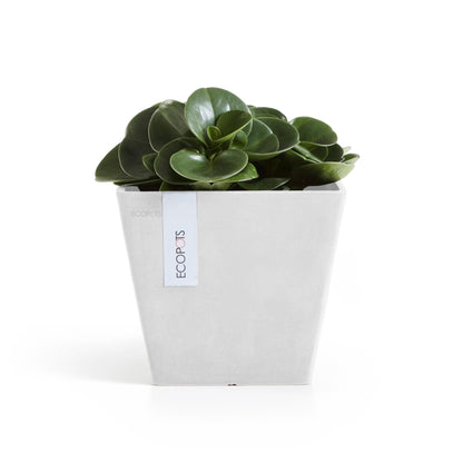 Kukkaruukku Rotterdam 20cm valkoinen – kasvin kanssa
