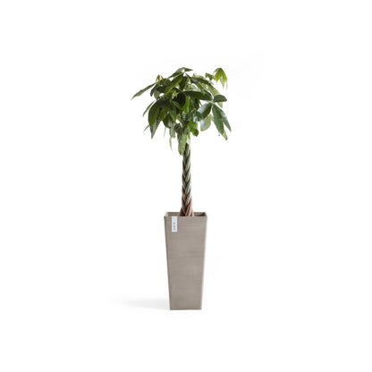 Kukkaruukku Rotterdam korkea 70cm taupe – kasvin kanssa 2