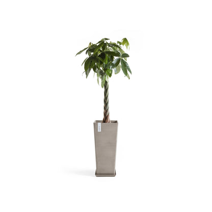 Kukkaruukku Rotterdam korkea 70cm taupe – aluslautasen ja kasvin kanssa