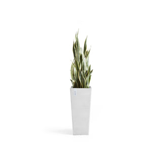 Blomkruka Rotterdam hög 70cm vit
