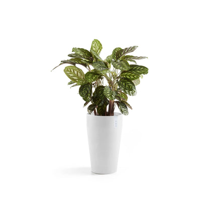 Kukkaruukku Sankara keskikorkea 55cm valkoinen – kasvin kanssa 2