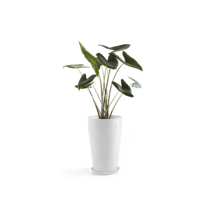Kukkaruukku Sankara keskikorkea 55cm valkoinen – aluslautasen ja kasvin kanssa 3