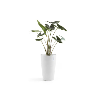 Kukkaruukku Sankara keskikorkea 55cm valkoinen – kasvin kanssa