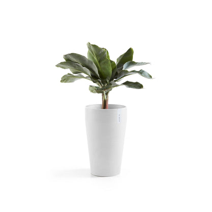 Kukkaruukku Sankara keskikorkea 55cm valkoinen – kasvin kanssa 3