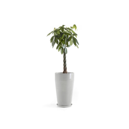 Kukkaruukku Sankara korkea 75cm valkoharmaa – aluslautasen ja kasvin kanssa 2
