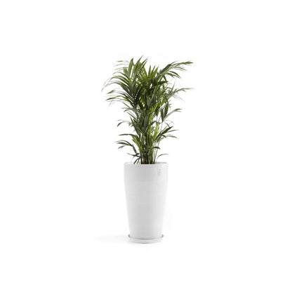 Kukkaruukku Sankara korkea 75cm valkoinen – aluslautasen ja kasvin kanssa 3