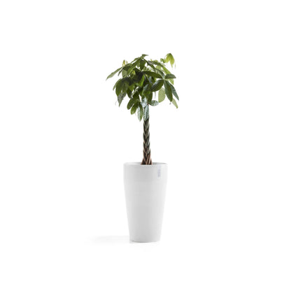 Kukkaruukku Sankara korkea 75cm valkoinen – kasvin kanssa